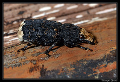 Coleoptera/Anthribidae