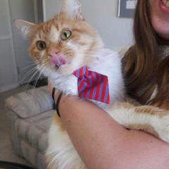 harvey did a business today - The Caturday