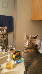 Cats have evil yawns… - The Caturday