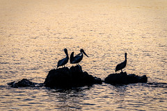 Pelicans at sunrise  - Bahia Drake, Costa Rica