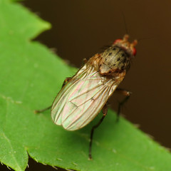Heleomyzid Fly