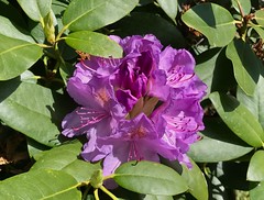 2017_05_17_Wuppertal_Barmer_Anlagen_Rhododendron_A_Walk_In_The_Park