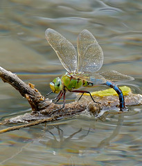 Emperor Dragonfly (Anax imperator) female laying eggs ...