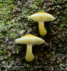 Fungi varieties in NZ