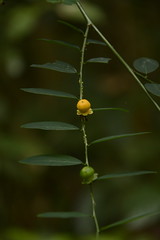 Flora in Hollongapar Gibbon Sanctuary