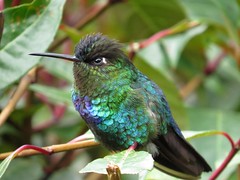 2016 Costa Rica - Birds