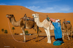 Berber camelman inspecting camels - Erg Chebbi, Morocco
