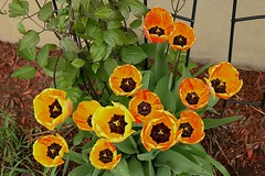 Tulips 003