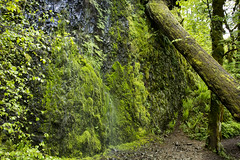 Oregon Trails and Hikes and Forests