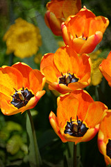 tulips etc