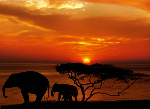 holiday-packages-hotels-travel-agency-african-elephant-sunset