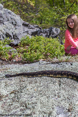 Eve's first timber rattlesnake outing