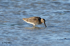 Short-billed Dowitcher CNWR May 17