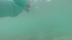 Galapagos Underwater Videos