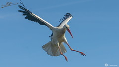 cigüeñas(Storks/Cigognes)