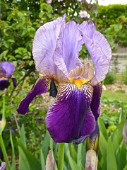 Iris flowers 