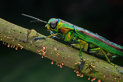 吉丁蟲科 Buprestidae