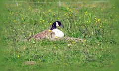 Mr. and Mrs. Canada Goose