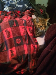 He likes his blanket - The Caturday