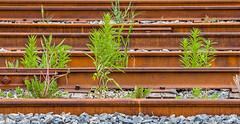 Life between the rusty rails