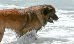 Dogs of Daymer Bay
