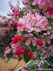 Apple Blossoms at Medina Park