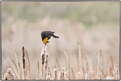 Love Is In The Air, Yellow-headed Blackbird