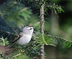 Roitelet a couronne rubis / Ruby-crowned Kinglet