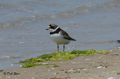 Semipalmated Plover CNWR May 17