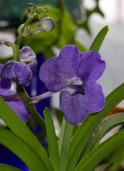 orchid hybrids i've bloomed #9 (full)
