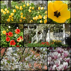Neighbourhood Spring Flowers May'17