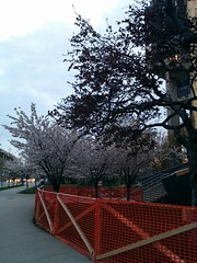 Cherry blossoms of Robarts Library, 25 April 2017
