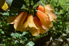 Yellow and Orange Rhododendrons