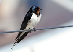 Hirundidae, Swallows, Pääskyt