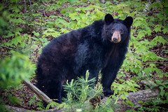 cades cove black bear & cub 5/4/2017