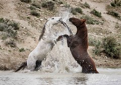 Wild Horses -Sand Wash Basin & the Sombrero Horse Drive 2017