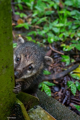 A young coati emerges from the rain forest - Argentina side of Iguacu Falls