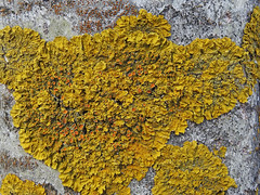 Ксантория настенная (Xanthoria parietina)Xanthoria parietina - Maritime Sunburst LichenPhoto by Kari Pihlaviitawww.flickr.com/photos/42267636@N08/