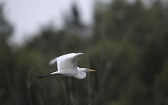 Grande Aigrette / Great Egret
