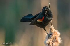 Red Winged Blackbirds