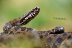 Serpentes - Snakes - European species