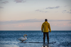 Something amazing happened last night: a close encounter of the swan kind - Balmy Beach, Toronto