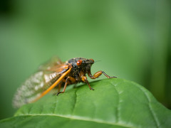 Cicada 2017