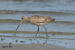 Marbled Godwit CNWR May 17