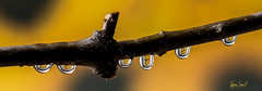 Water Drops on Nature
