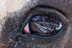 horse eye reflections
