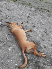 Rosie rolling in the sand