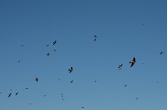 Birds - Swallows