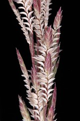 POACEAE - Eragrostis maypurensis