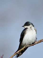 Hirondelle Bidolore / Tree Swallow